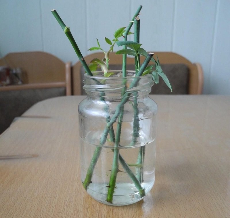 Rozmnażanie Róży Z łodygi www.babcineprzepisy.pl