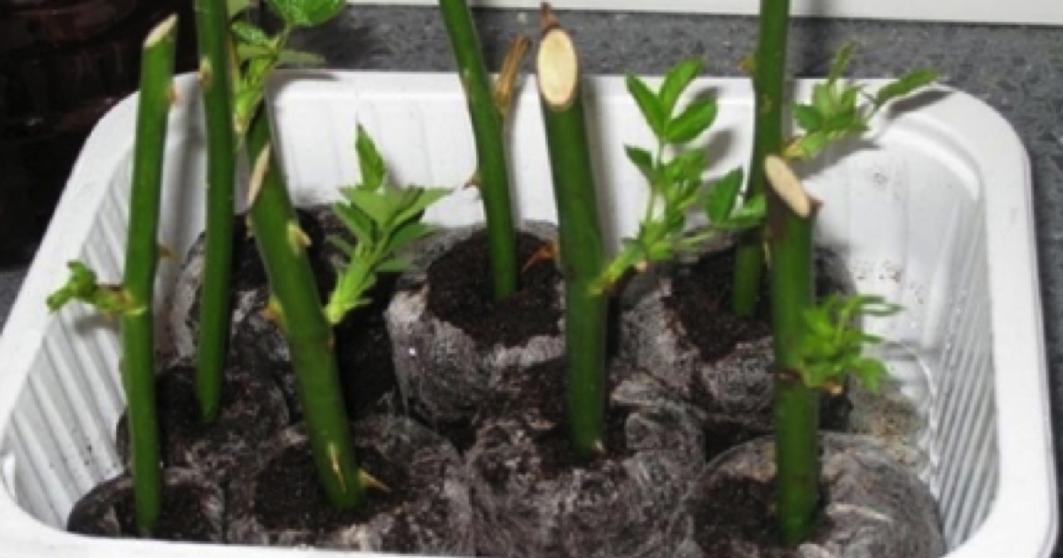 Rozmnażanie Róży Z łodygi www.babcineprzepisy.pl